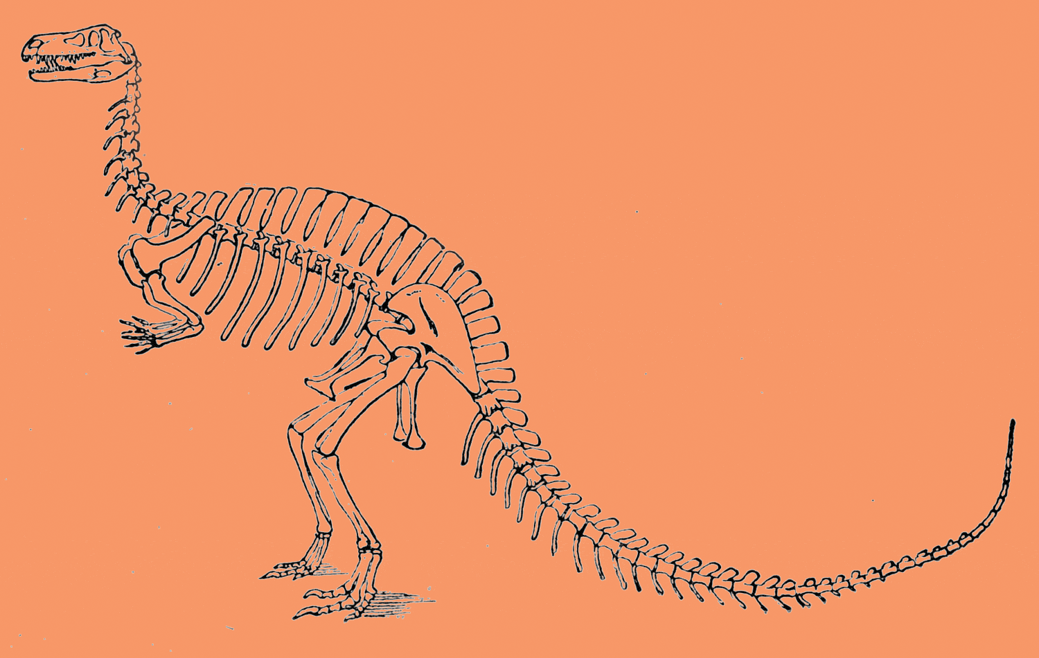 skeleton